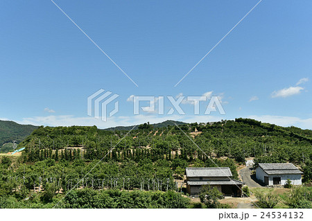 夏のみかん園地 24534132