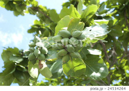 コバテイシの実 24534264