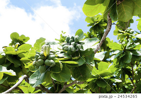 コバテイシの実 コバテイシの実 24534265