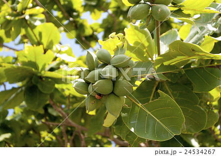 コバテイシの実 24534267