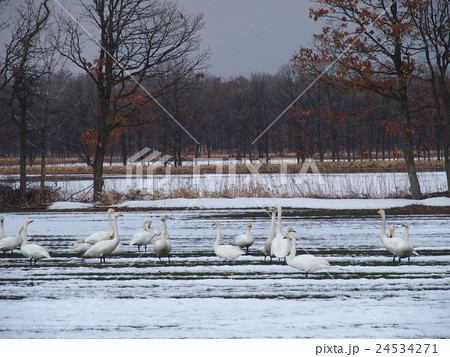 畑で採餌するオオハクチョウ 24534271