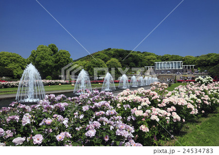 バラの咲く須磨離宮公園 24534783