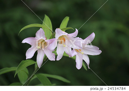 ヒメサユリ 24534784