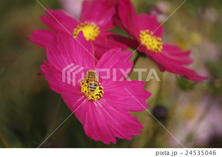 コスモスの花 24535046