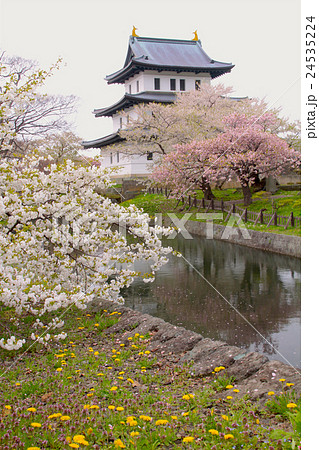 松前城「国指定史跡」と満開の桜/北海道 松前城「国指定史跡」と満開の桜/北海道 24535224