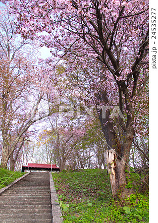 神居古潭神社(かむいこたんじんじゃ)の蝦夷山桜/北海道 神居古潭神社(かむいこたんじんじゃ)の蝦夷山桜/北海道 24535277
