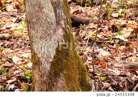 木の実を食べるエゾリス/国営滝野すずらんの丘陵公園にて/北海道札幌市南区 24535308