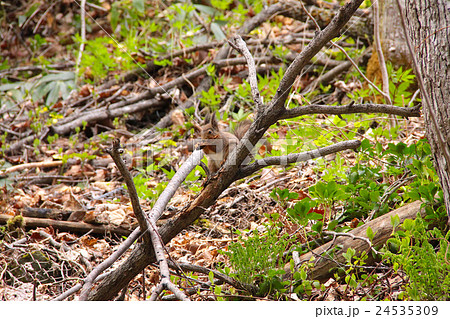 木の実を食べるエゾリス/国営滝野すずらんの丘陵公園にて/北海道札幌市南区 24535309