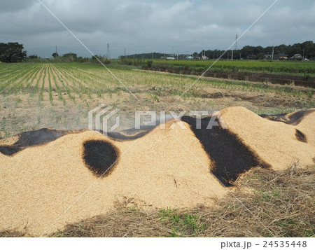 もみ殻を焼いている風景 24535448