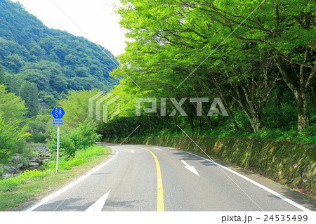 夏のひさしモミジ(耶馬渓 一目八景付近) ① 夏のひさしモミジ(耶馬渓 一目八景付近) ① 24535499