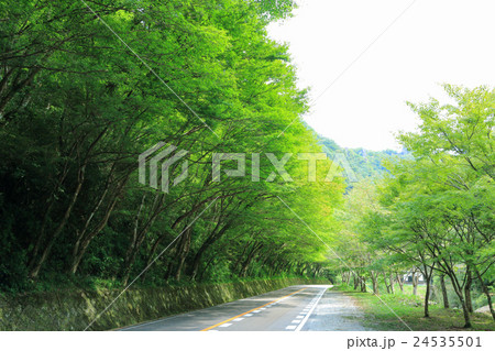 夏のひさしモミジ（耶馬渓　一目八景付近）　③ 24535501