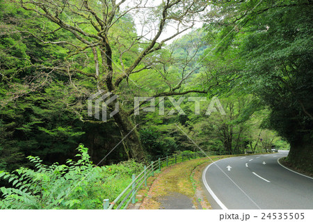 夏のもみじ谷(耶馬渓 一目八景付近) 夏のもみじ谷(耶馬渓 一目八景付近) 24535505