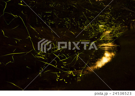 ホタルの光跡 24536523