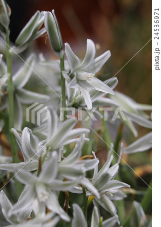 オーニスガルム・ヌータンス 24536971