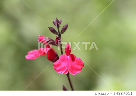 アキノベニバナサルビア 24537011