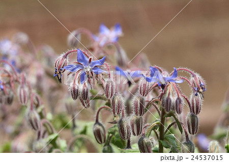 ルリジサ 24537015