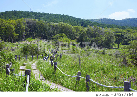 愛知県 豊橋市 初夏の葦毛湿原  24537364