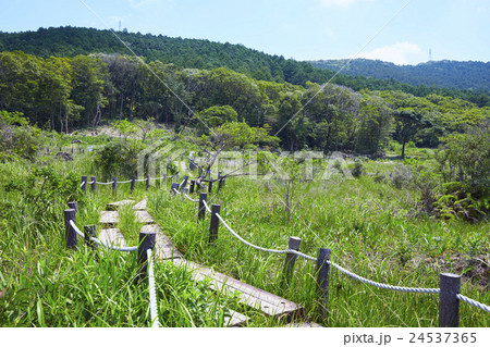 愛知県 豊橋市 初夏の葦毛湿原  24537365