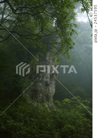 初夏の縄文杉 24537595