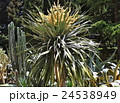 Blooming palm tree 24538949