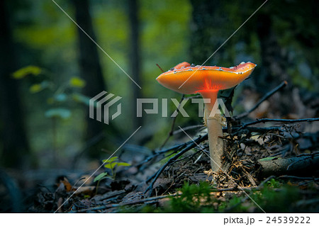 Glowing fly agaric mushroom 24539222