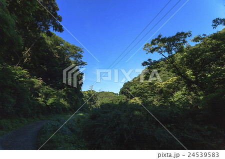 小網代湾の初夏 24539583
