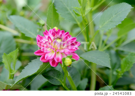 ダリア 24541083