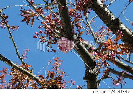 桜のつぼみ 24541347