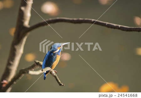 カワセミ 24541668
