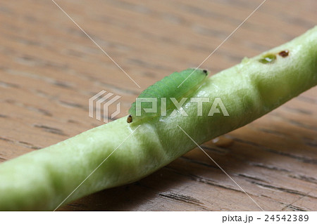 ウラナミシジミの幼虫01 ウラナミシジミの幼虫01 24542389