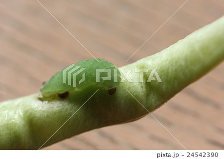 ウラナミシジミの幼虫02 ウラナミシジミの幼虫02 24542390