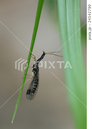 生き物　昆虫　ラクダムシ、横から見た姿が「ラクダのように見える」というのですが・・・ 24542790