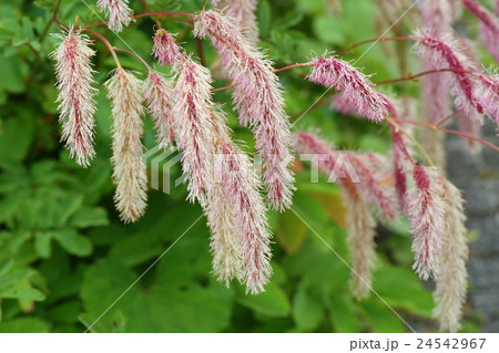 カライトソウ カライトソウ 24542967