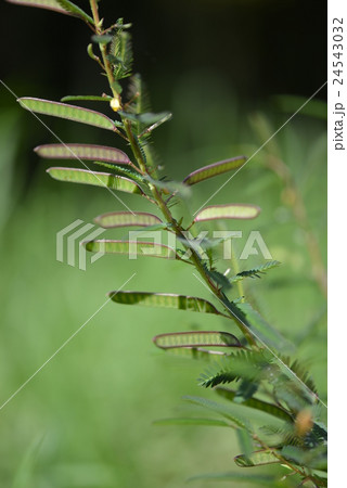 カワラケツメイの果実 24543032