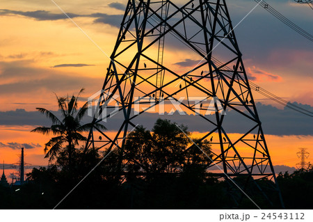 birds on electricity pillar at sunset 24543112