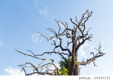 dead tree 24543115