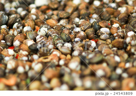 Raw clams close up,selection focus 24543809