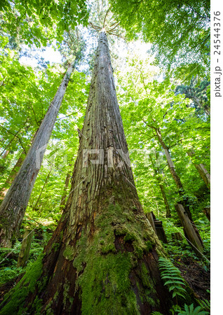 樹高日本一 『きみまち杉』 秋田県 樹高日本一 『きみまち杉』 秋田県 24544376