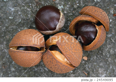 トチの実　栃木県中央公園 24549095