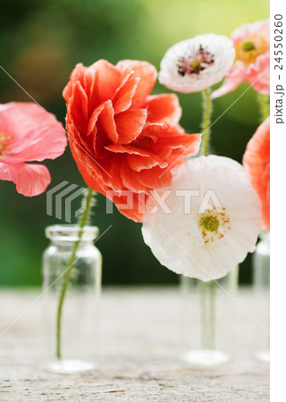 poppy flowers poppy flowers 24550260