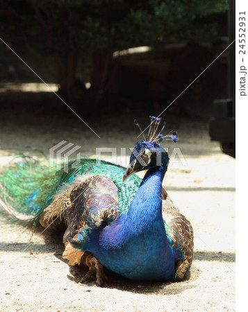 インドクジャク インドクジャク 24552931