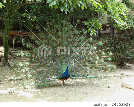 インドクジャク インドクジャク 24552933