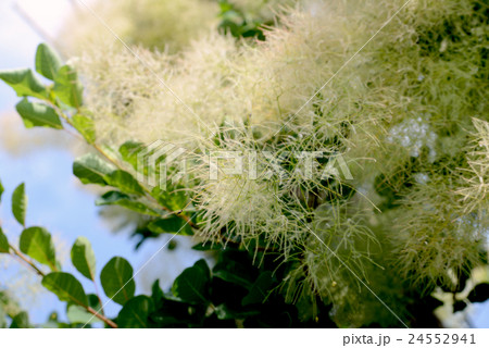 スモークツリー 24552941