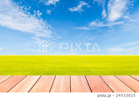 blue sky and green rice field with plank wood 24553015