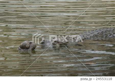 crocodile sleep on ground at Freshwater  24553110