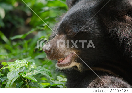 asiatic black bear 24553188