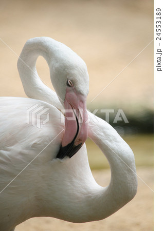 Pink flamingo 24553189