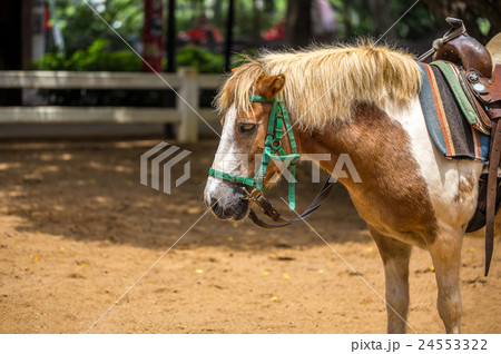 Pony in Farm or Livestock 24553322