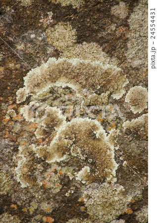 brown leaf on the stone have disease brown leaf on the stone have disease 24554431