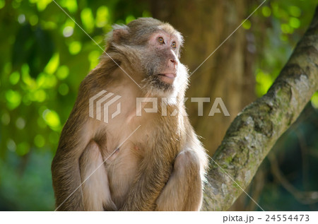 Assam macaque on the tree Assam macaque on the tree 24554473